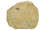 Detailed Fossil Leafhopper (Homoptera) - France #267679-1